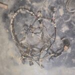 OLA GEN 1 BOTTOM HARNESS TESTING WARRENTY